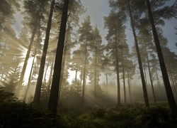 Las, Promienie Słońca, Mgła