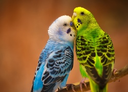 Dwie, Papugi Faliste, Ptaki