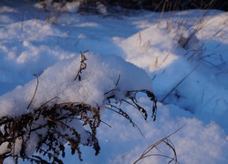 Zima, Śnieg, Uschnięta, Roślina