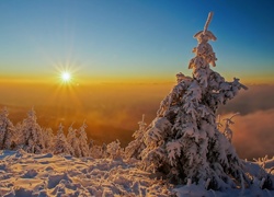 Zima, Wzgórza, Ośnieżone, Drzewa, Śnieg, Wschód słońca
