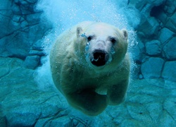 Płynący, Niedźwiedź Polarny, skały