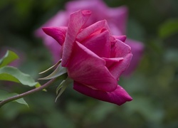 Róża, Liście