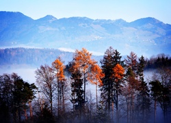 Góry, Mgła, Jesień, Drzewa