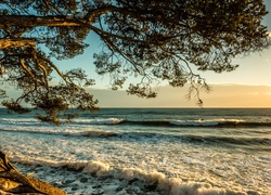 Morze, Fale, Drzewo