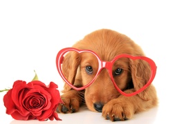 Piesek, Okulary, Róża