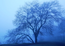 Drzewo, Mgła