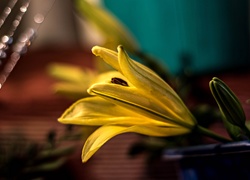 Lilia, Żółty Kwiat