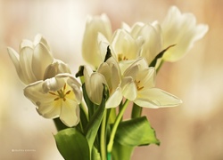 Bukiet, Białych, Tulipanów