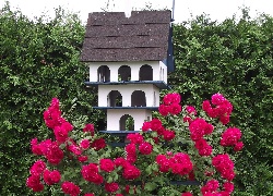 Kwiaty, Róże, Domek dla ptaków
