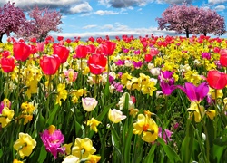 Tulipany, Żonkile, Drzewa Owocowe, Wiosna