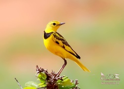 Żółty, Ptak