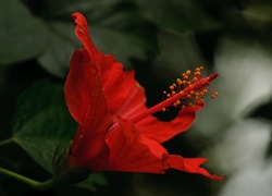 Czerwony,  Kwiat, Hibiskusa, Makro