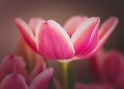 Różowy, Tulipan