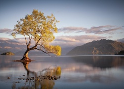 Nowa Zelandia, Jezioro Wanaka, Góry, Drzewo, Odbicie