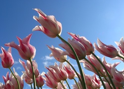 Biało, Różowe, Tulipany, Błękitne, Niebo