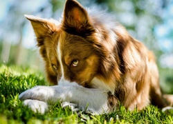 Pies, Border Collie, Łąka