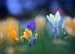 Biały, Krokus, Kwiat, Wiosna