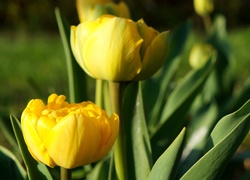 Kwiaty, Wiosenne, Żółte, Tulipany