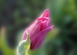 Różowy, Kwiat, Wiosenny, Tulipan