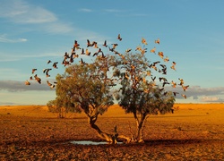 Ptaki, Drzewo, Kałuża