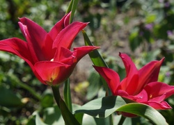 Czerwone, Kwiaty, Wiosenne, Tulipany