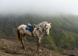 Koń, Góry, Mgła