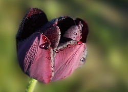 Kwiat, Tulipan, Krople, Rosa