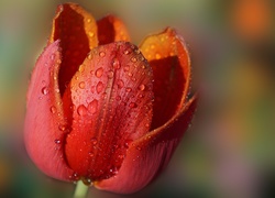 Kwiat, Tulipan, Czerwony, Krople, Rosa