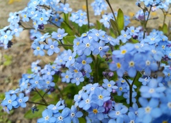 Niebieskie, Kwiaty, Niezapominajka