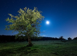 Noc, Księżyc, Gwiazdy, Drzewo, Łąka