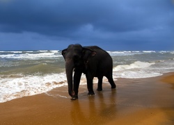 Słoń, Morze, Plaża