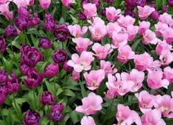 Fioletowe, Liliowe, Tulipany