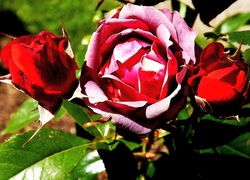 Czerwone, Róża, Liście