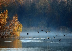 Jezioro, Drzewa, Ptaki