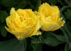 Żółte, Postrzępione, Tulipany