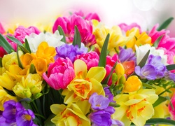Różnokolorowe, Krokusy, Tulipany