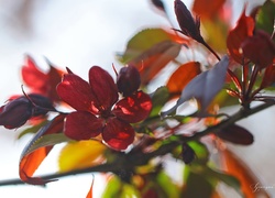 Czerwone, Kwiaty, Drzewo, Owocowe