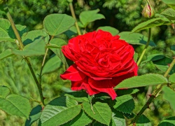 Czerwona, Róża,Ogród