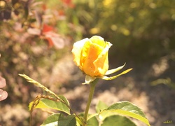 Herbaciana, Róża, Ogród