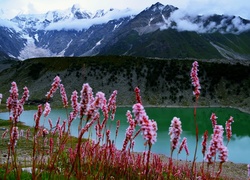 Góry, Jezioro, Kwiaty, Śnieg, Pakistan