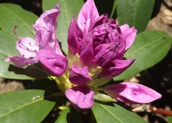Rododendron, Różowy, Liście