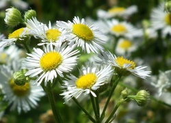 Przyroda, Kwiaty, Przymiotno białe