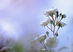 Białe, Róże, Kwiaty