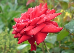 Przyroda, Kwiat, Róża, Czerwona