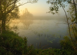 Jezioro, Mgła, Drzewa