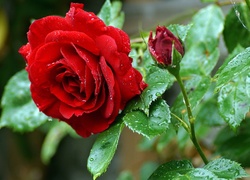 Czerwona, Róża, Liście, Krople, Deszczu