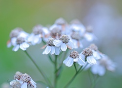 Białe, Kwiaty, Przyroda