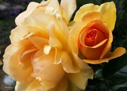 Kwiaty, Żółto, Pomarańczowe, Róże