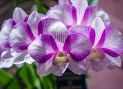 Fioletowa, Orchidea