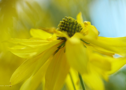Rudbekia Naga, Żółty, Kwiat
